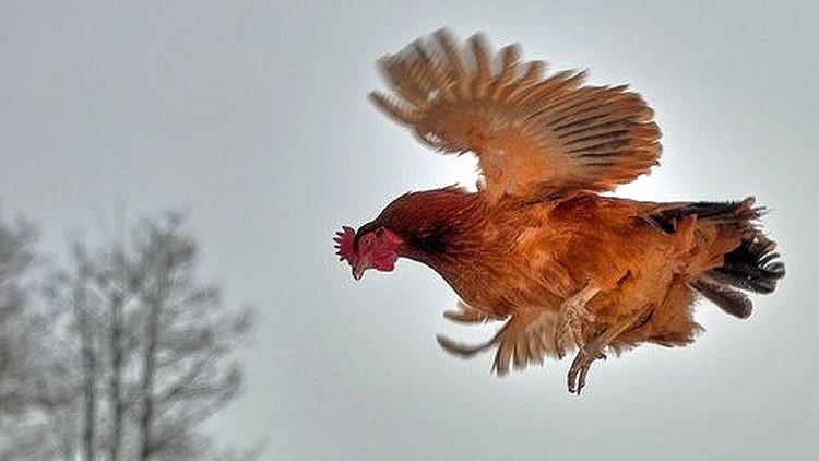 Чего не умеют христиане